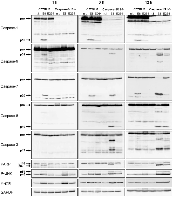 Caspase-1/11-deficient macrophages show activation of classical apoptotic pathways in response to <i>Burkholderia</i> infection.