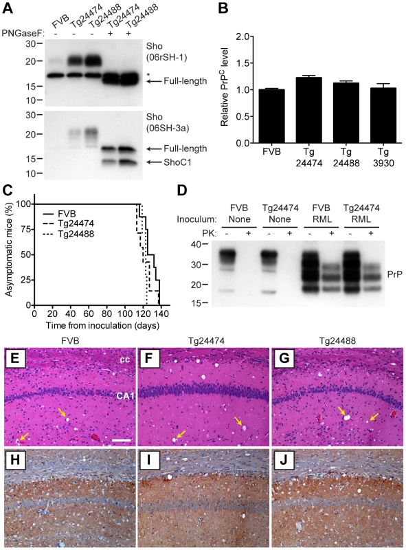 Prion infection of transgenic mice overexpressing Sho.