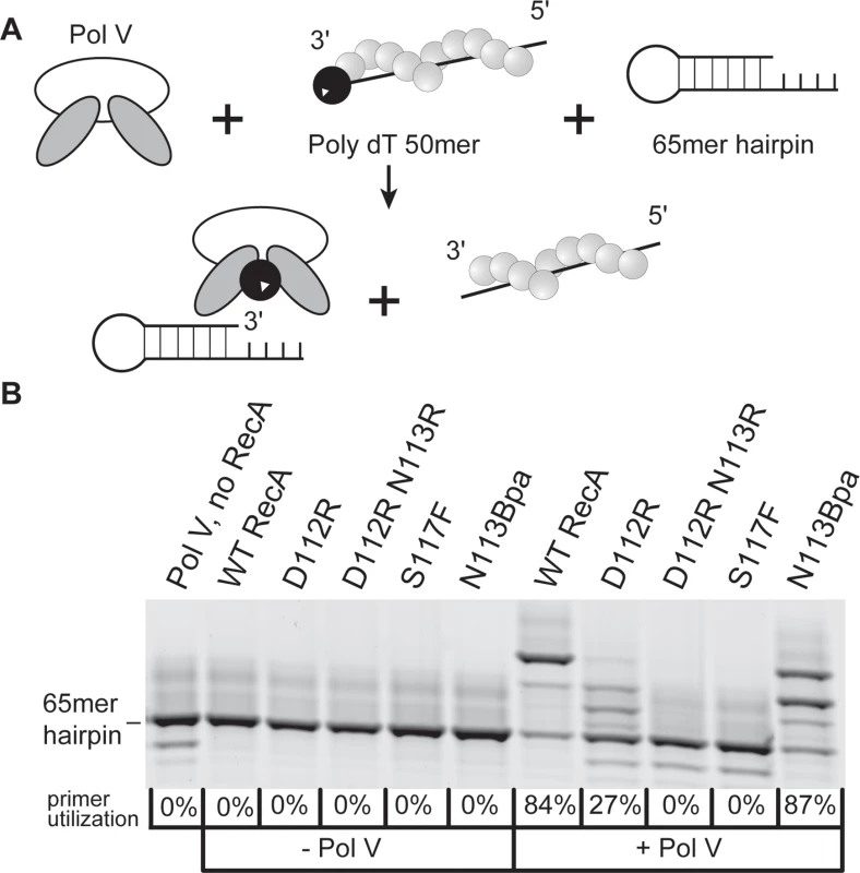 RecA variant D112R N113R is defective in DNA polymerase V activation.