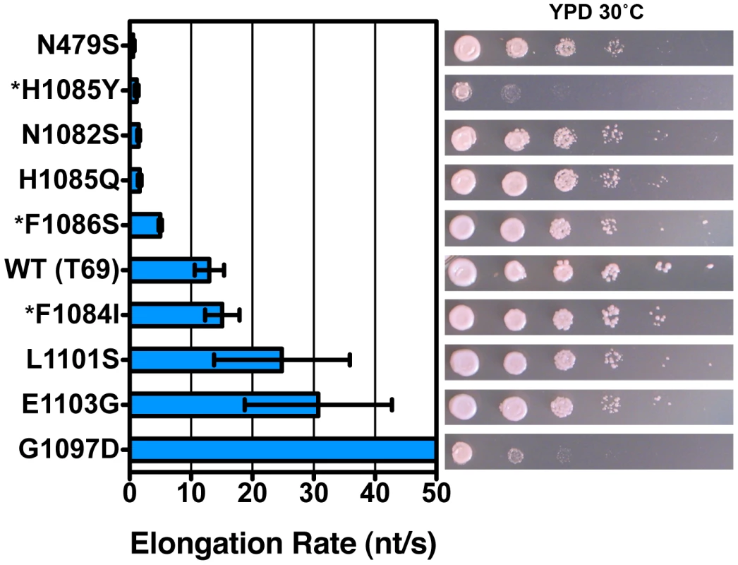 Pol II TL substitution mutants show a wide range of elongation rates <i>in vitro</i>.