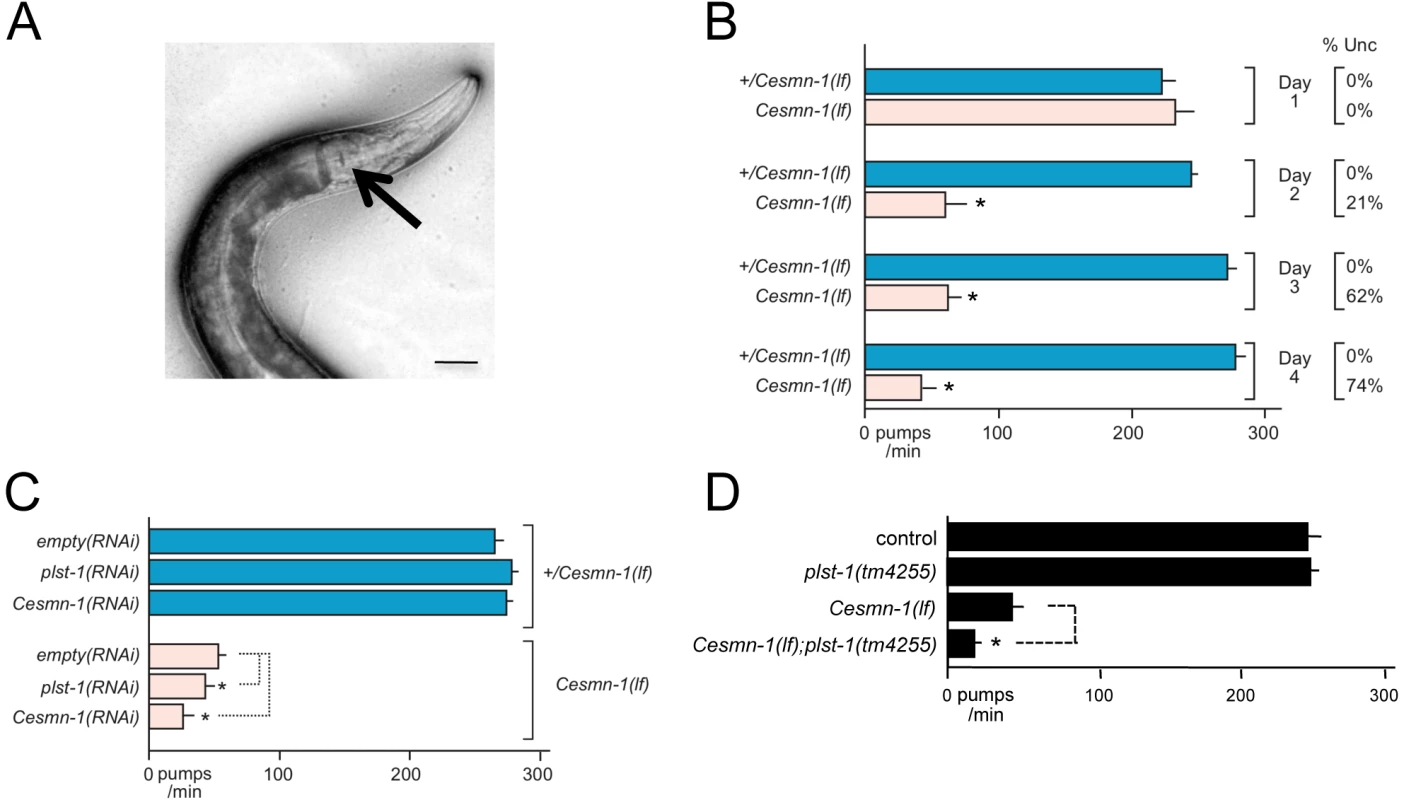 Loss of <i>C. elegans</i> PLS3 ortholog enhances the pharyngeal pumping defects of <i>Cesmn-1(lf)</i> animals.