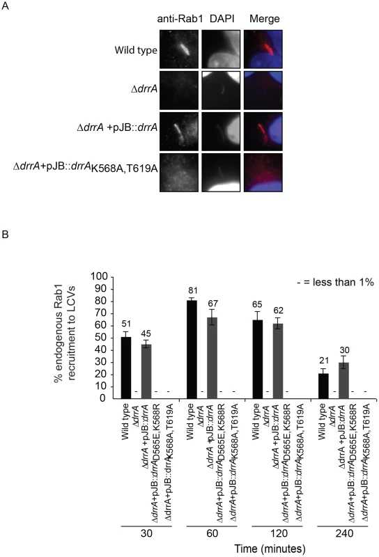 Targeting of DrrA by PI4P-binding is functionally important during <i>L. pneumophila</i> infection because it is required for localization of DrrA and Rab1 to <i>Legionella-</i>containing vacuoles.