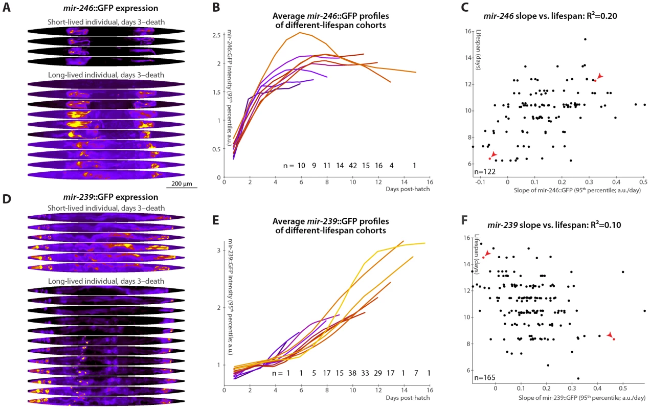 Changes in <i>mir-246</i>::GFP and <i>mir-239</i>::GFP expression over time predict longevity.