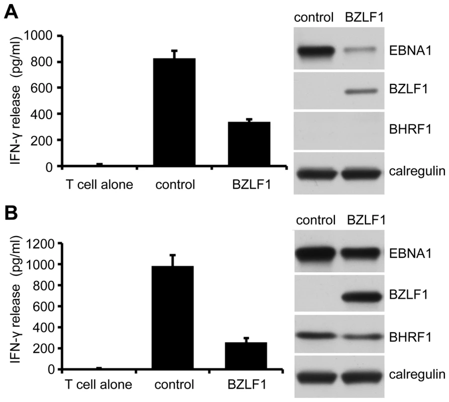 Inhibition of CD4<sup>+</sup> T cell recognition by BZLF1 is retained when toxicity is reversed by BHRF1.