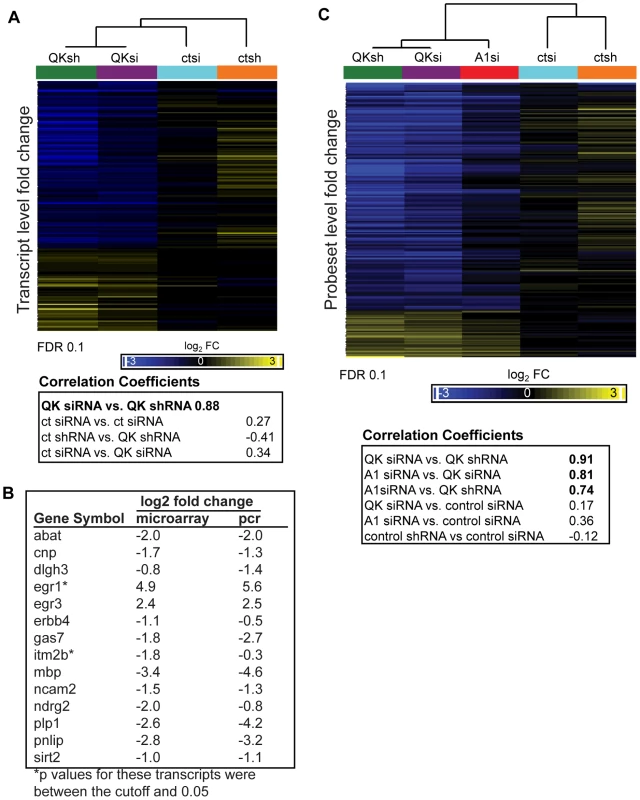 Identification of the QK and hnRNP A1 regulatory networks in CG-4 cells.