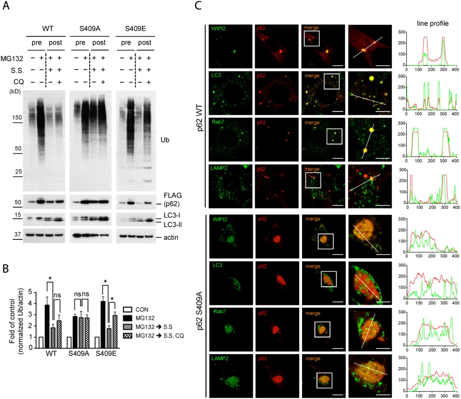 Phosphorylation of p62 at S409 is required for autophagic degradation of polyubiquitinated proteins and the recruitment of autophagy proteins.