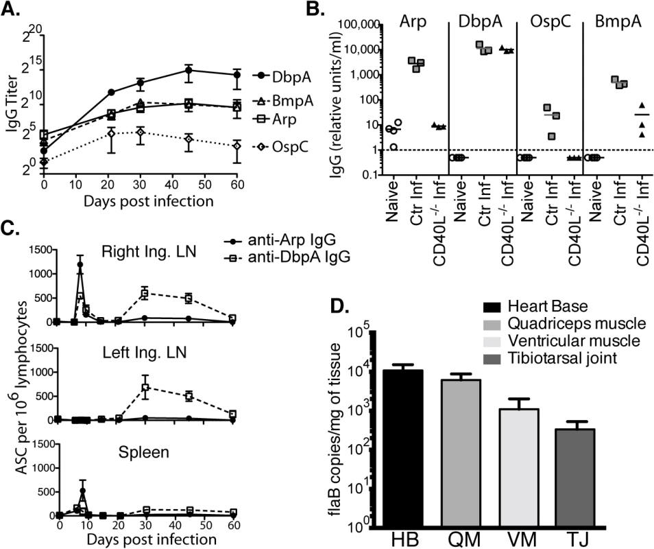 Induction of T-dependent and T-independent antibody responses to long-term Bb infection.