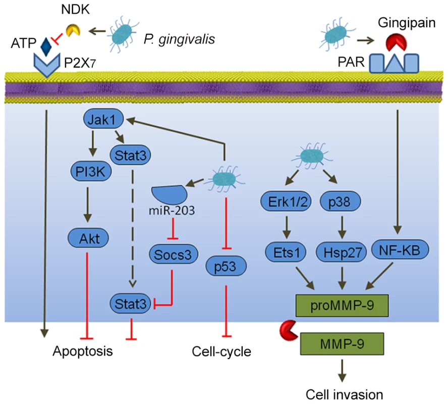 Interactions between <i>P. gingivalis</i> and epithelial cells that could produce an oncogenic phenotype.