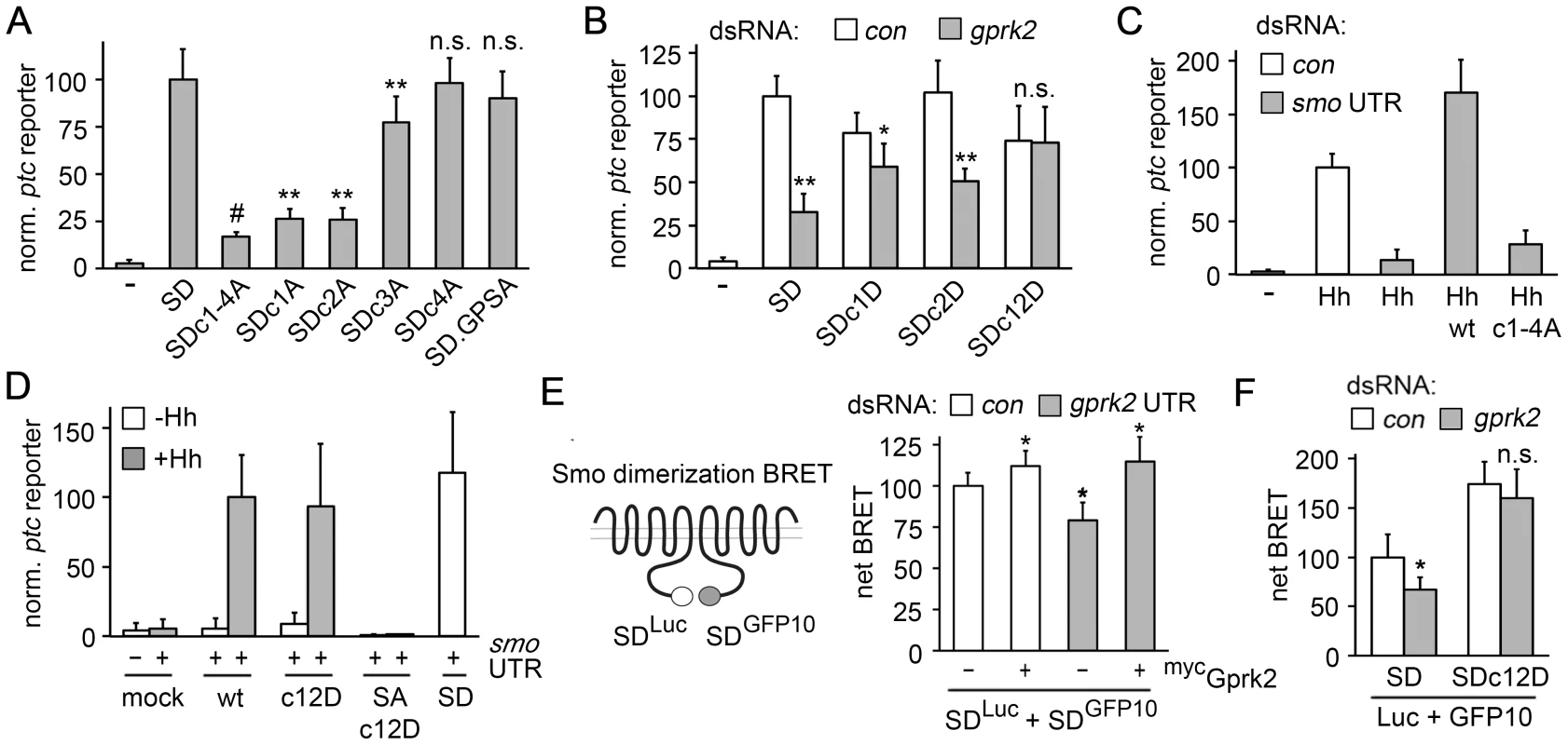 Gprk2 promotes Smo dimerization and activity.