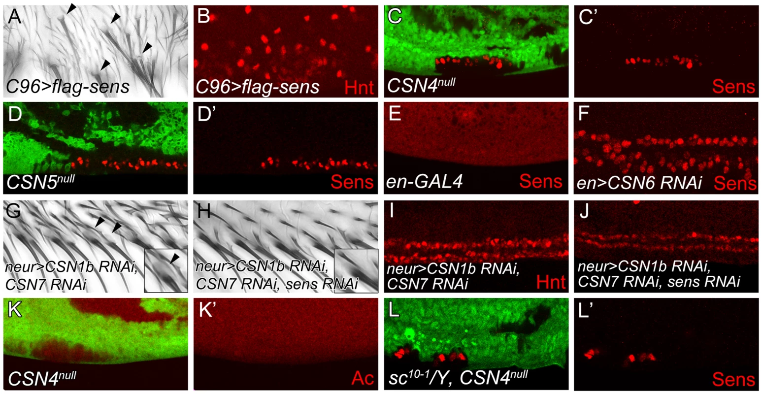 The CSN suppresses Sens to inhibit neural differentiation of PWM bristles.