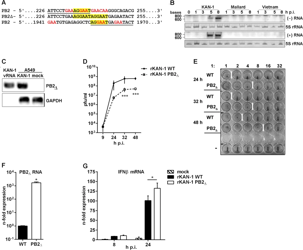 Characterization of the H5N1 KAN-1-expressed PB2<sub>∆</sub> DI-like RNA.