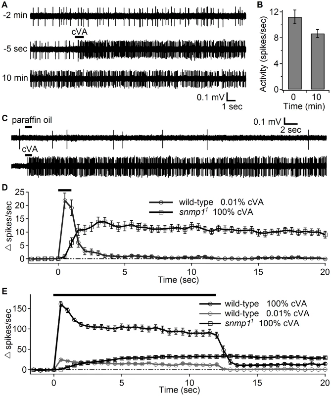 OR67d ORNs in <i>snmp1<sup>1</sup></i> females showed high neuronal activity long after transient stimulation with cVA.