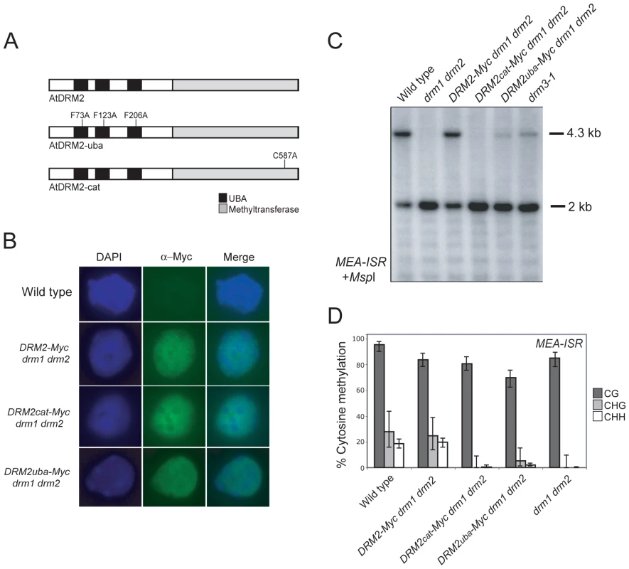 DRM2 catalytic and UBA domains are required for maintenance of non-CG methylation.