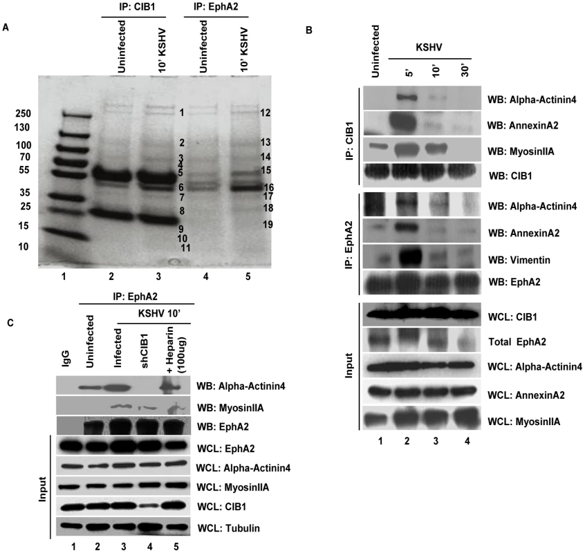 Mass spectrometric analysis of immunoprecipitates of anti-CIB1 and EphA2 antibodies with lysates from KSHV infected HMVEC-d cells.