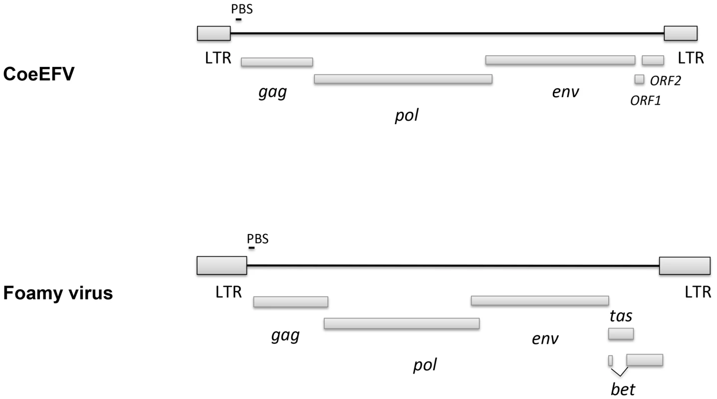 Comparison of the genome structures between CoeEFV and typical exogenous foamy virus.