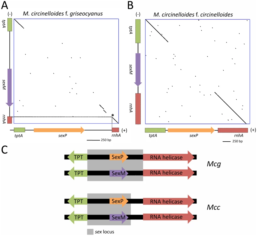 Defining the (+) and (−) <i>sex</i> locus alleles in <i>M. circinelloides</i> f. <i>griseocyanus</i> and <i>Mucor circinelloides</i> f. <i>circinelloides</i>.