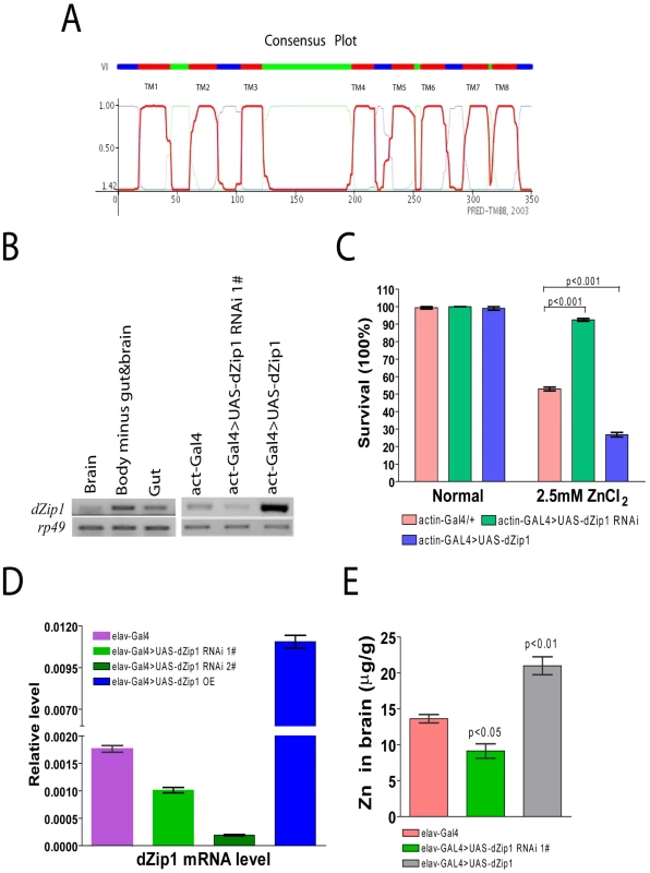 <i>dZip1</i> expression modulation result alteration in Zn sensitivity and Zn accumulation in <i>Drosophila</i>.