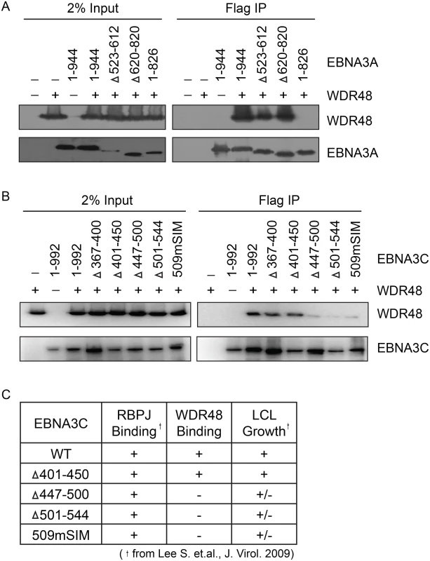 Identification of EBNA3A and EBNA3C domains that mediate WDR48 association.