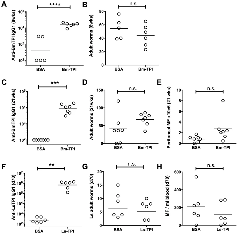 Vaccination with <i>Bm</i>-TPI does not curtail infection.