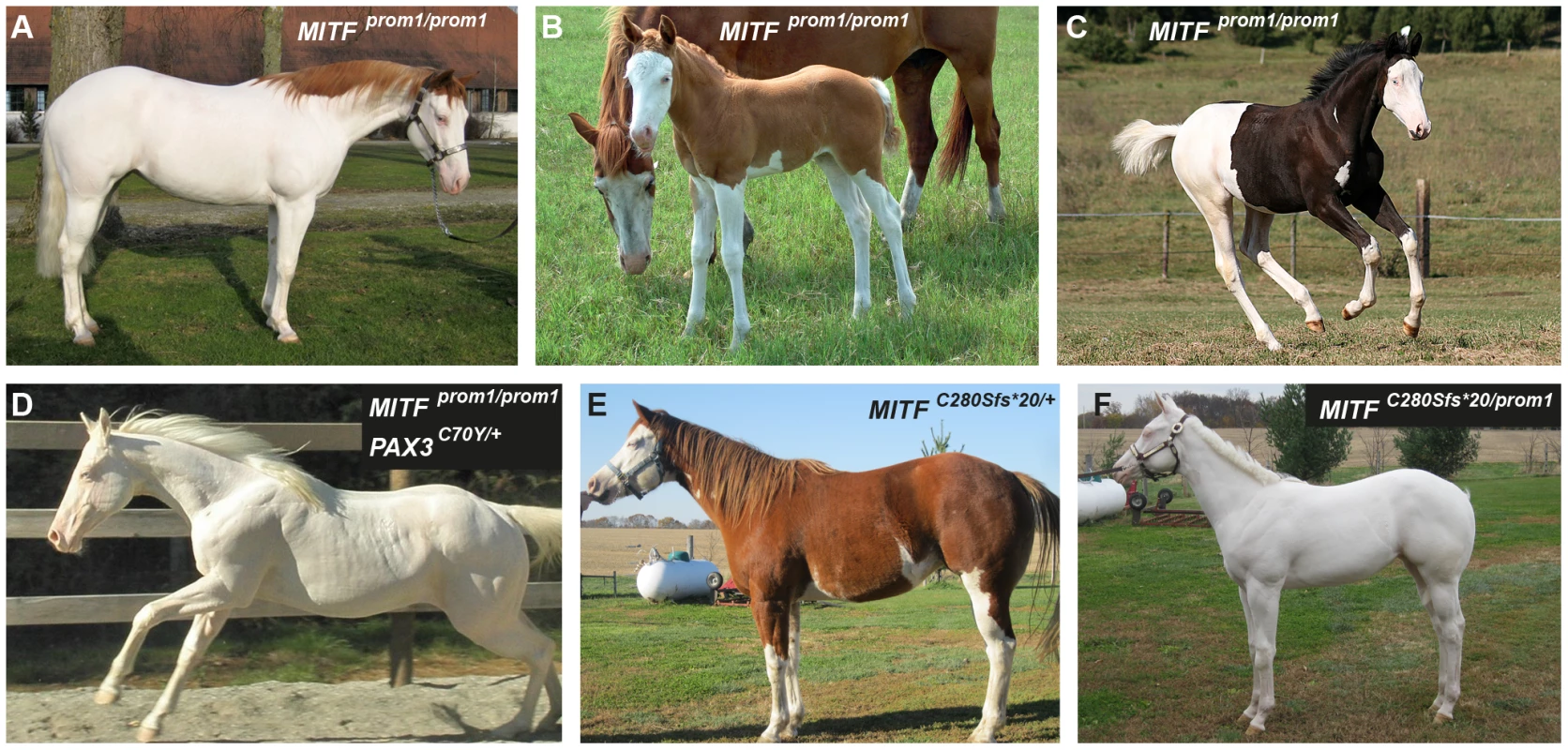 Phenotypes of horses with different combinations of splashed white alleles.