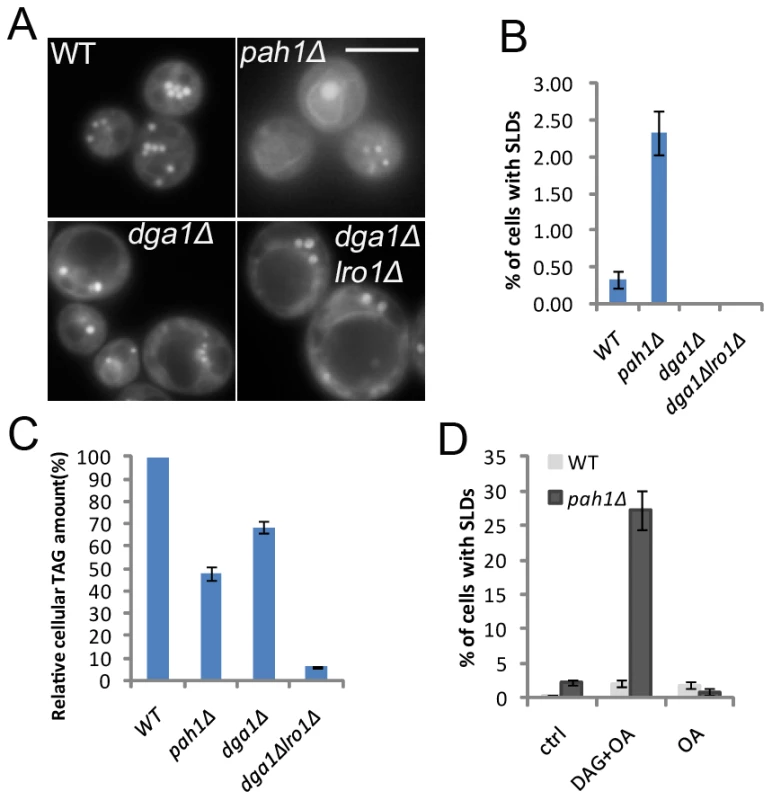 SLD formation in yeast cells deficient in PA phosphatase activity.