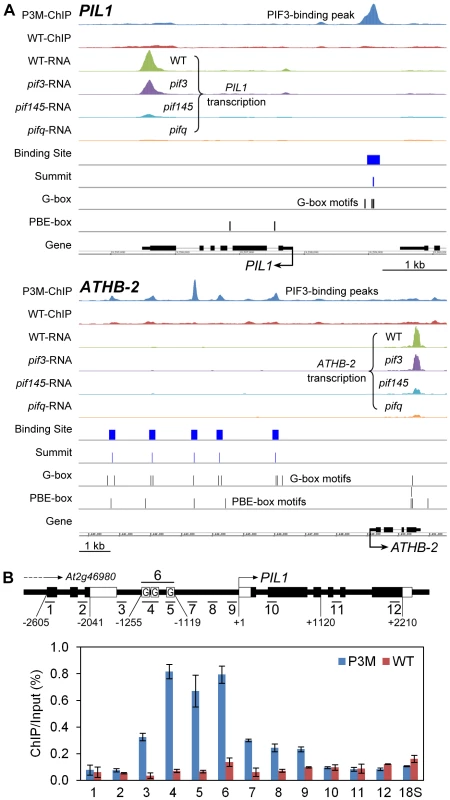Compiled ChIP–seq and RNA–seq data identify <i>PIL1</i> and <i>ATHB2</i> as direct targets of PIF3 transcriptional regulation.