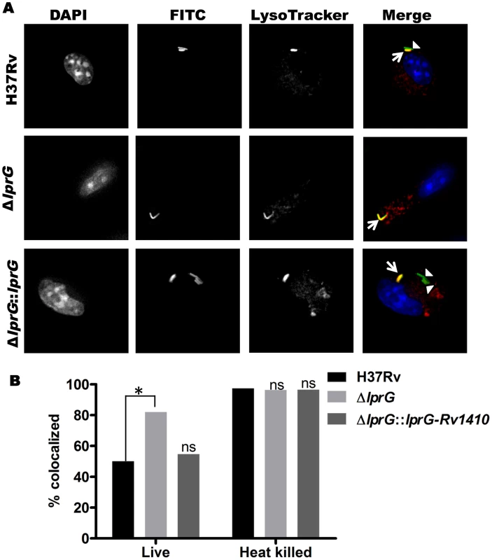 Genetic deletion of LprG reduces the ability of Mtb to inhibit phagosome-lysosome fusion.