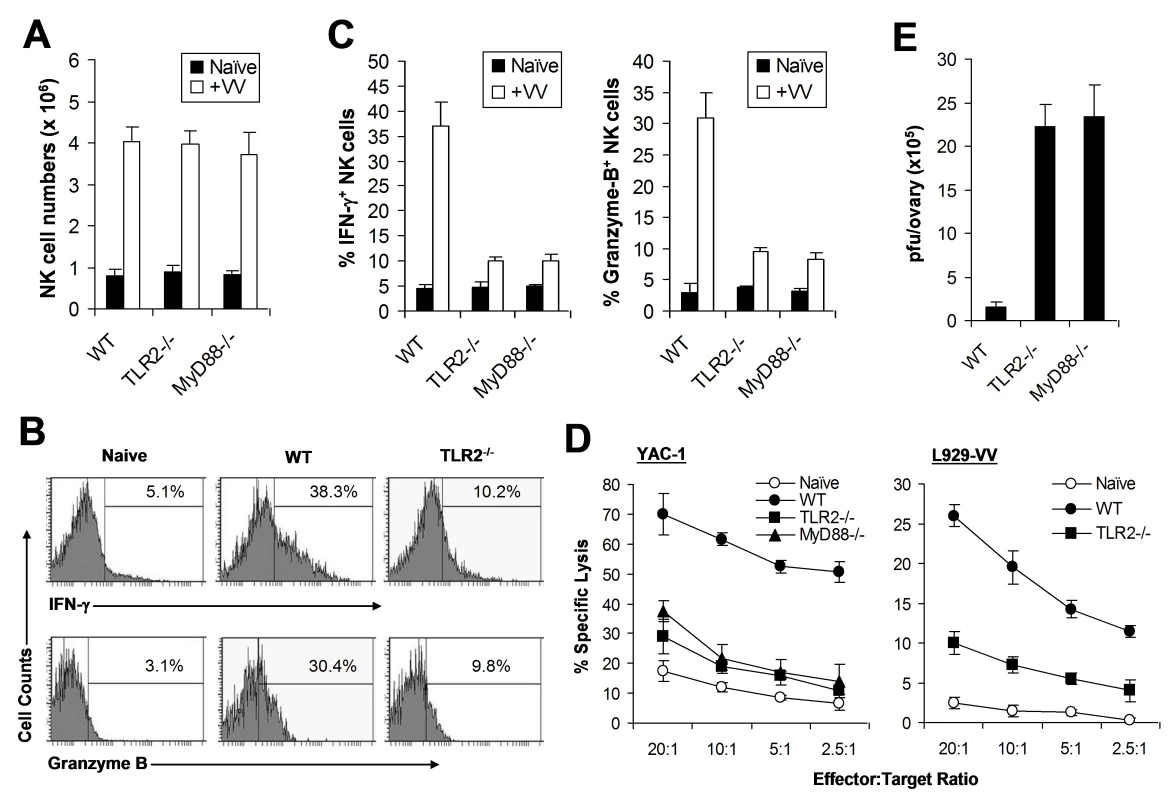 NK cell activation and function in response to VV in vivo requires an intact TLR2-MyD88 pathway.