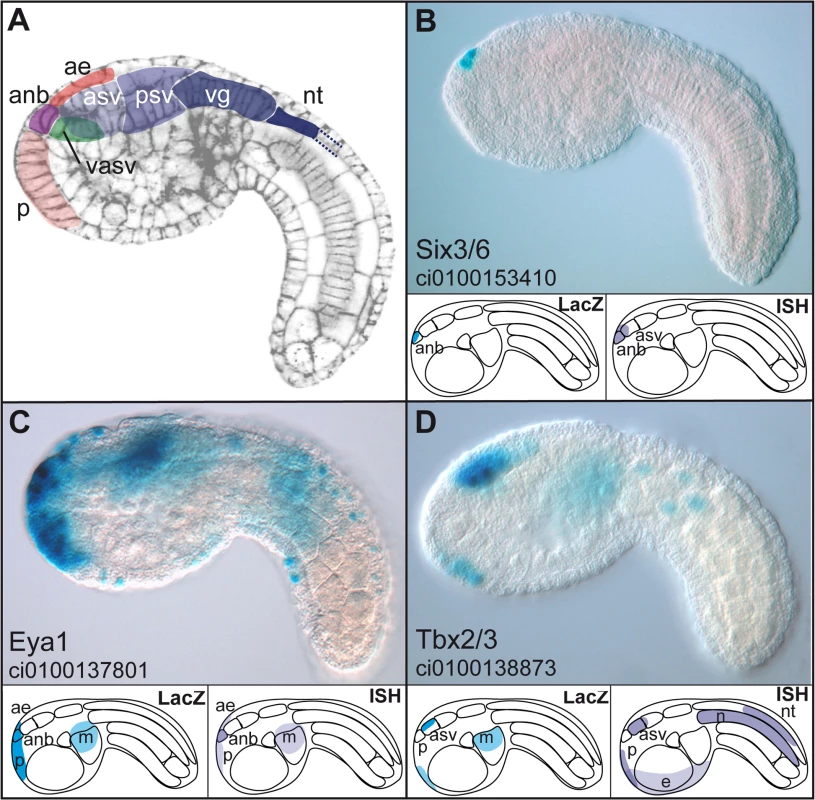 Enhancers with duplicated GATTA are active in the anterior region of the ascidian embryo.