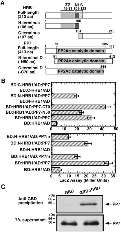 HRB1 interacts with PP7 <i>in vitro</i>.