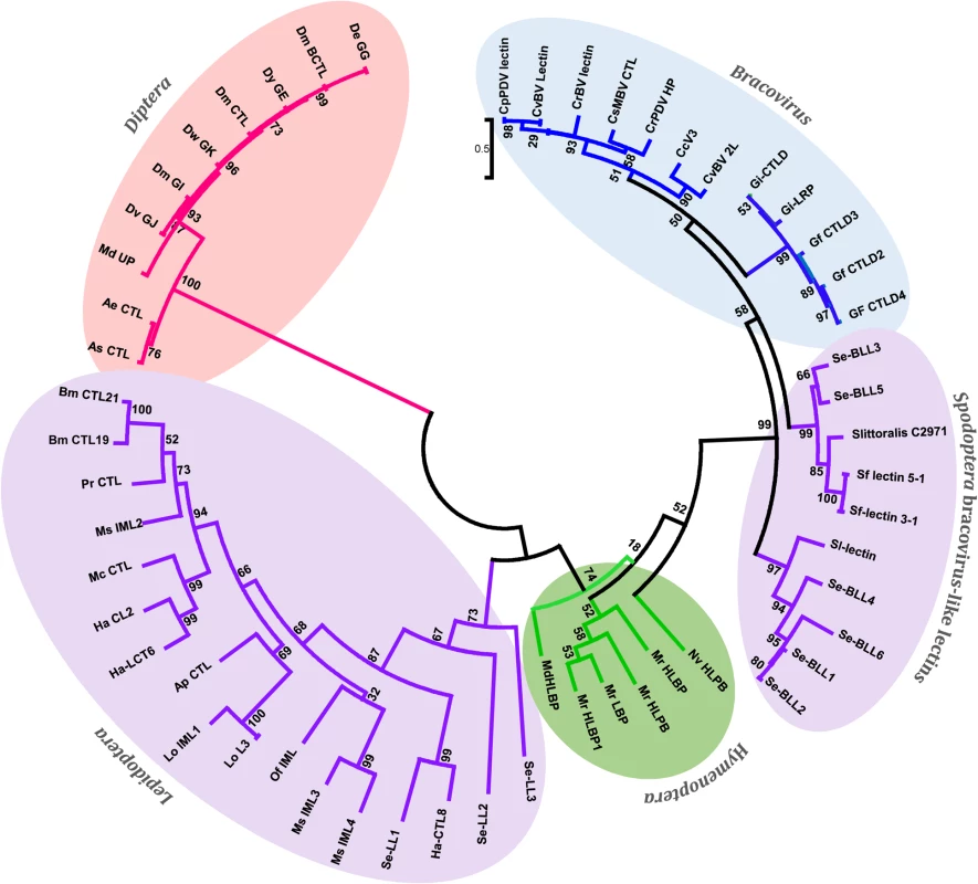 Phylogenetic tree of bracovirus-lectin like proteins from different <i>Spodoptera</i> species and their homologs from bracovirus, hymenopteran, lepidopteran and dipteran species.
