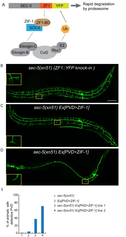 ZIF-1-mediated degradation of SEC-5 in the PVD reduces dendrite arborization.