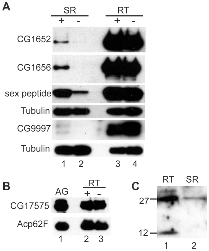 LTR proteins fail to accumulate in the seminal receptacle in the absence of seminase.