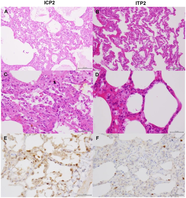 Histological analysis of pneumonia and distribution of viral antigens in immunosuppressed and peramivir-treated macaques infected with VN3040.