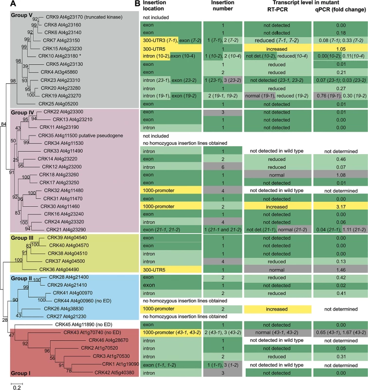Phylogenetic clustering of the <i>Arabidopsis thaliana</i> CRK group of RLKs and summary of the <i>crk</i> T-DNA insertion collection.