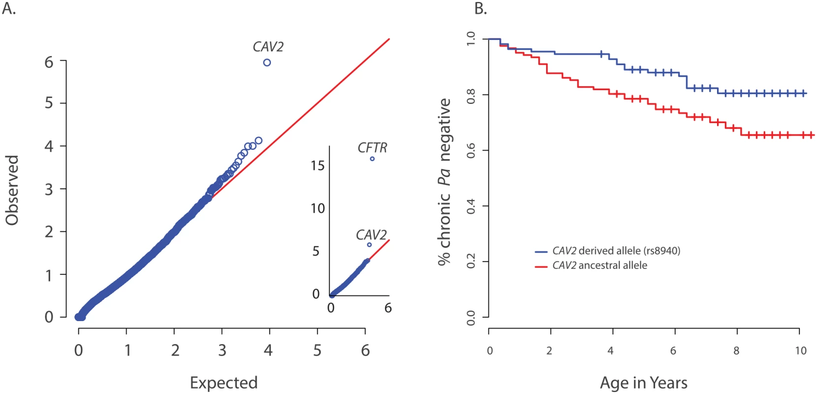 Primary results for <i>CAV2</i> from exome discovery and validation phases.