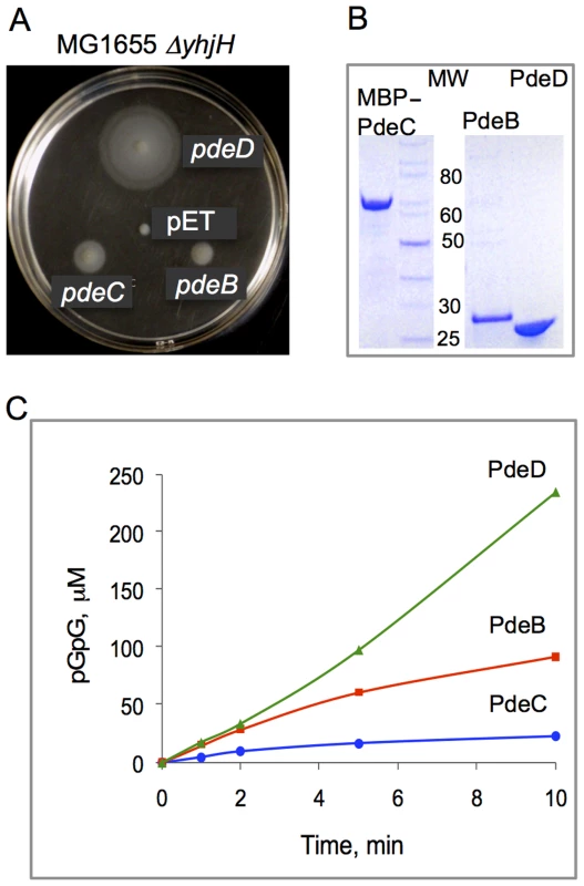 PDE activities of the <i>L. monocytogenes</i> proteins PdeB-D.