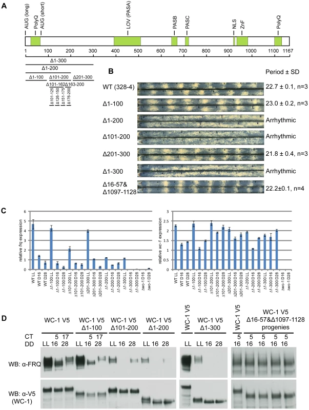 Identification of aa 100-200 as the transcriptional activation domain for WC-1.