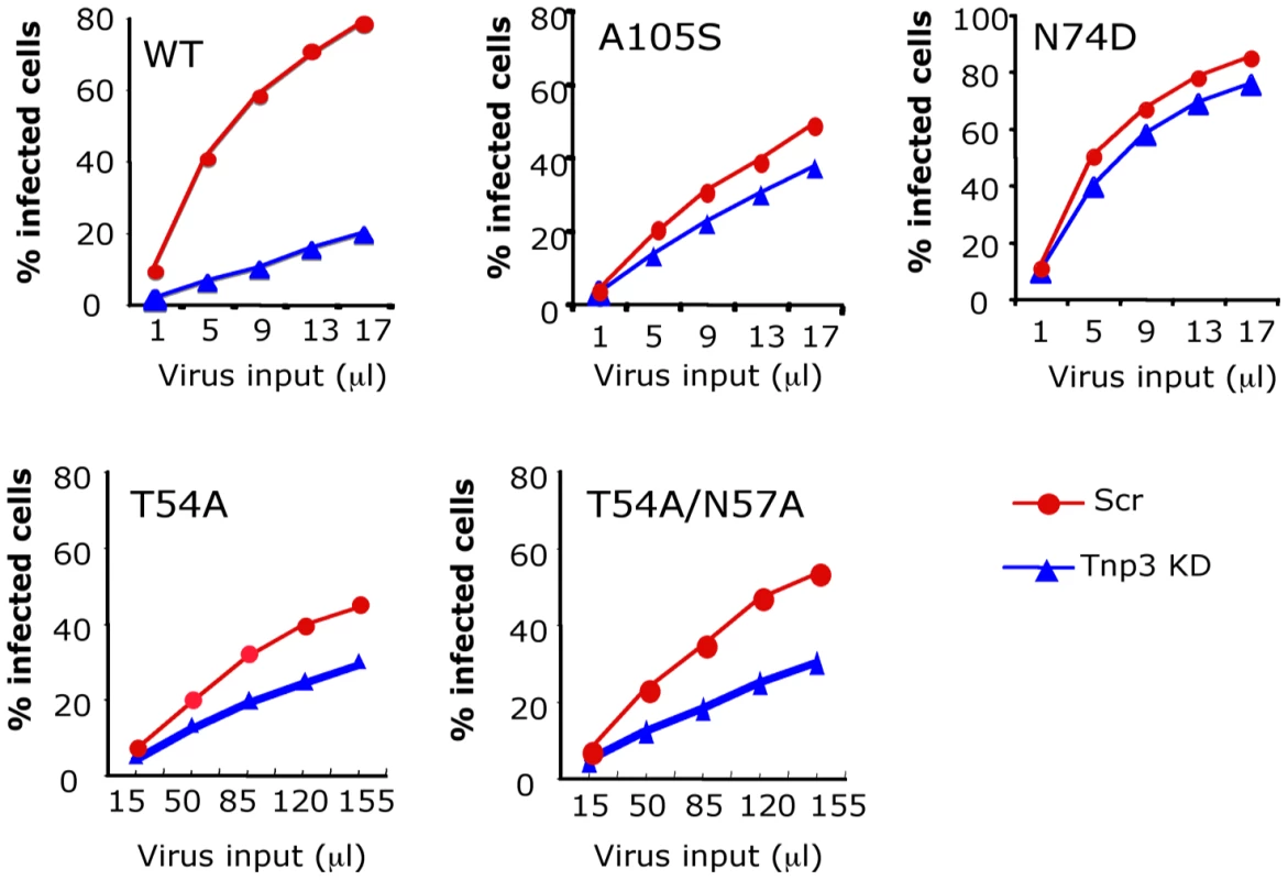 CA is an important determinant for HIV-1 dependence on Tnp3.