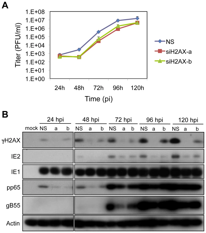 H2AX contributes to HCMV replication.