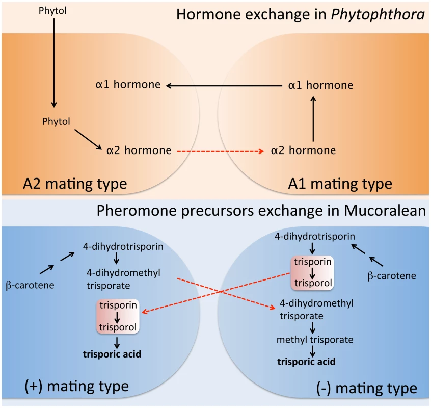 Sexual pheromone synthesis in <i>Phytophthora</i> and Mucoralean fungi.