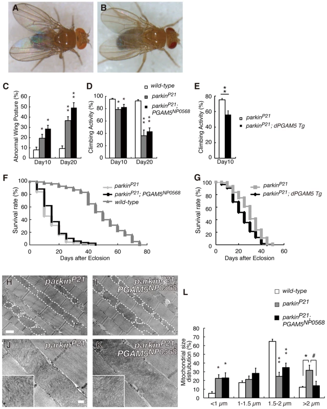 Disruption of <i>dPGAM5</i> fails to suppress the mitochondrial phenotype caused by <i>dParkin</i> inactivation in <i>Drosophila</i>.