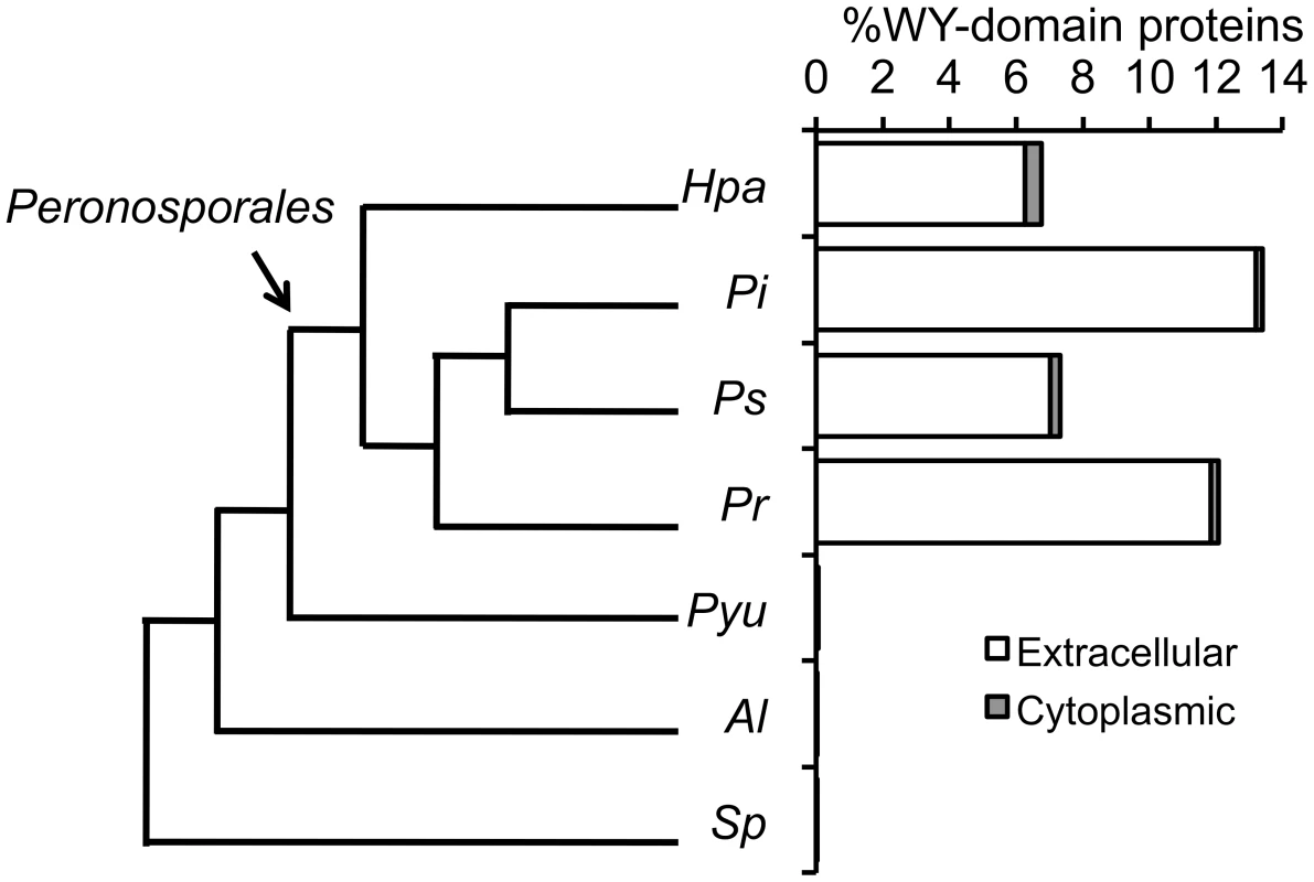 Phylogenetic relationship and presence of the WY-domain HMM signature in sequenced oomycete genomes.