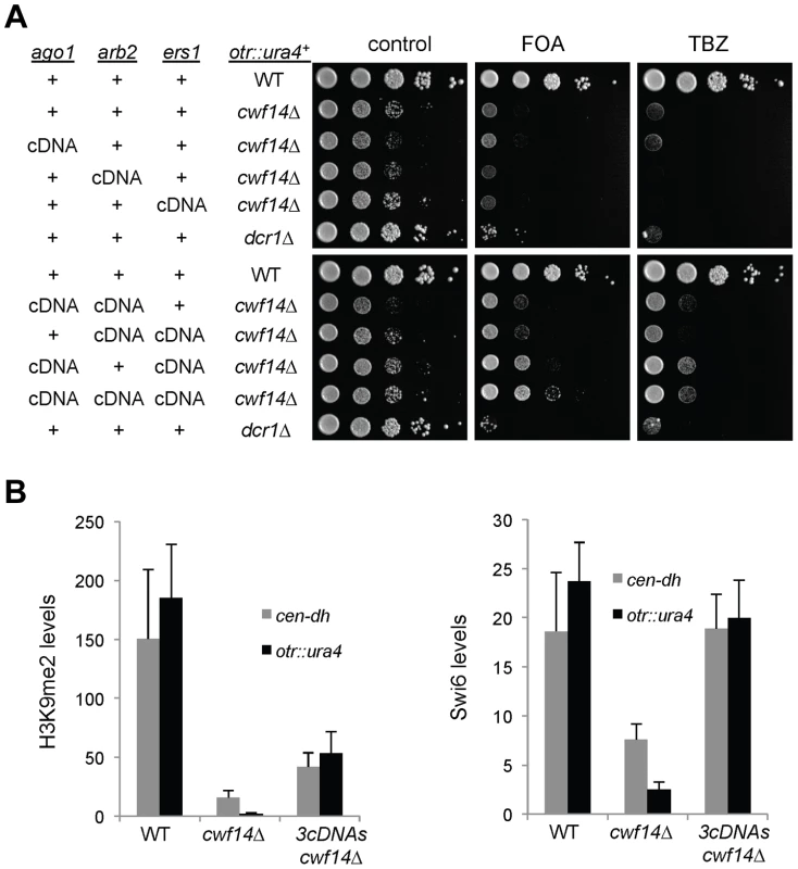 Introducing cDNAs of RNAi factors rescues pericentric heterochromatin defects of <i>cwf14Δ</i> cells.