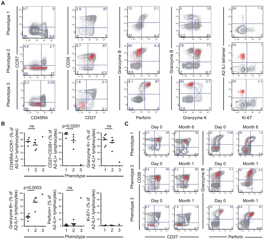 A2-ILI tetramer+ CD8 T cells display distinct phenotypic patterns between individuals.