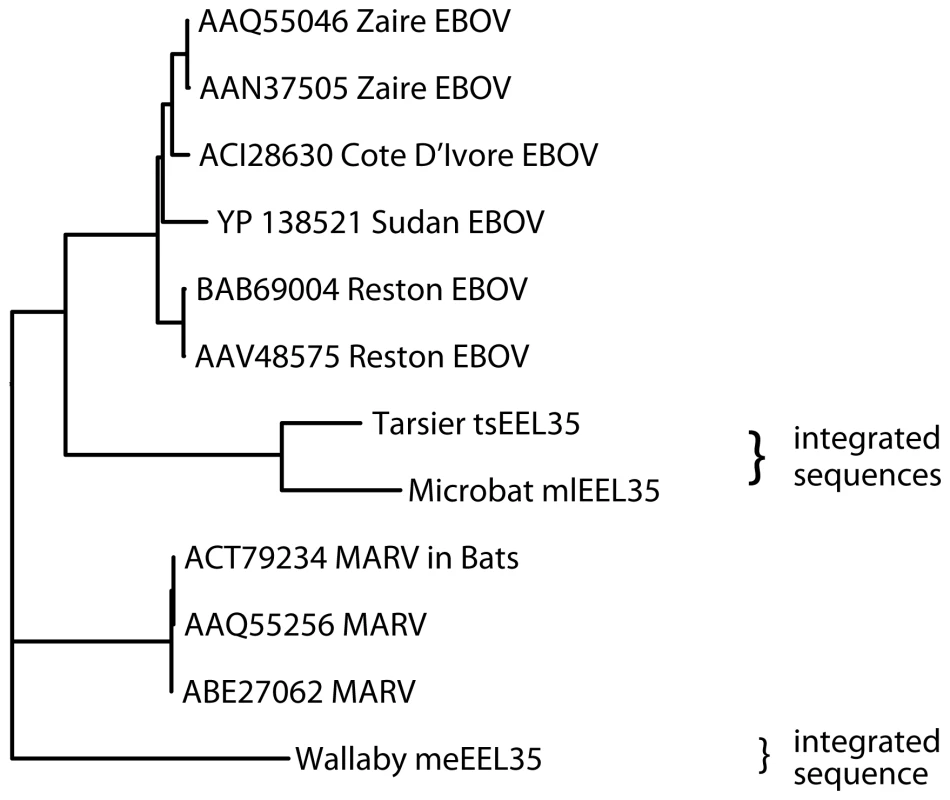 Phylogeny of endogenous Filovirus VP35 - like gene integrations.