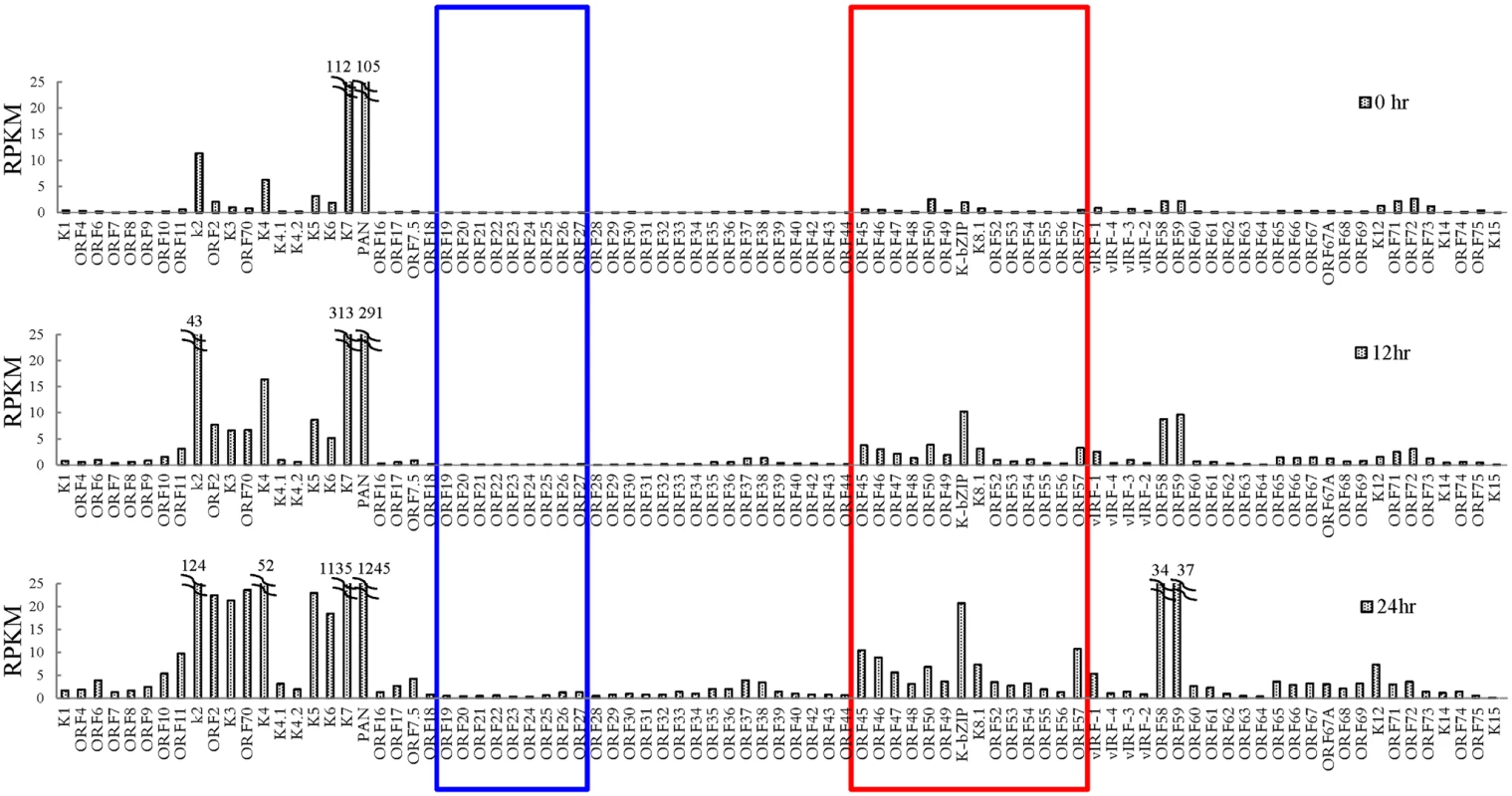 Transcriptome profile of KSHV during viral reactivation.