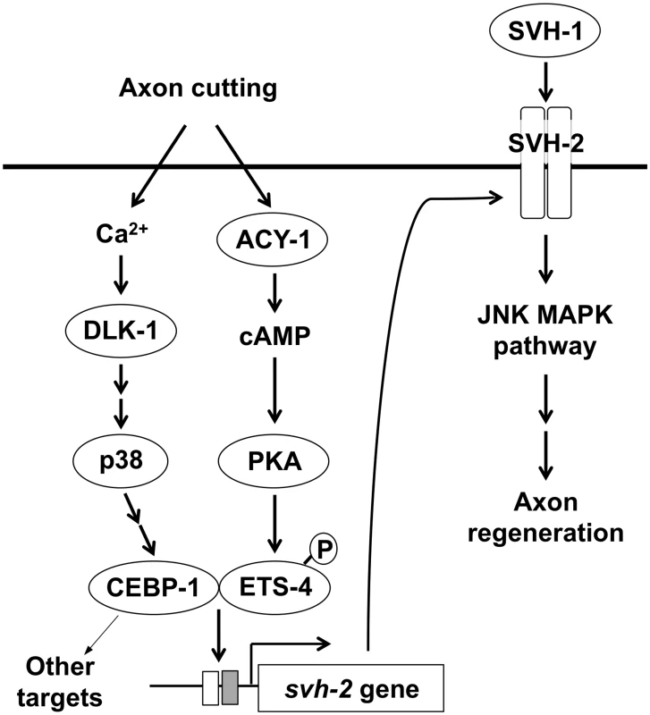 Schematic model for the regulation of JNK MAPK pathway by Ca&lt;sup&gt;2+&lt;/sup&gt;–p38 MAPK and cAMP signaling pathways in axon regeneration.