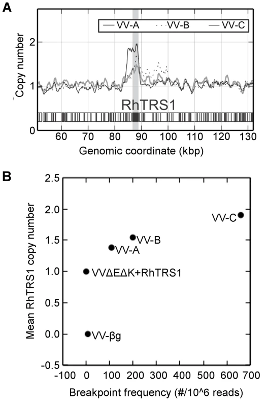 <i>Rhtrs1</i> copy number variation relative to VVΔEΔK+RhTRS1.