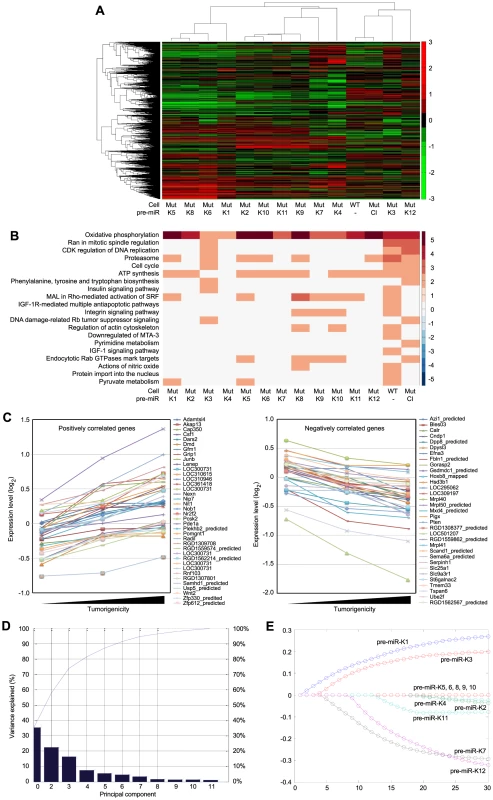 Gene expression profiling analysis of KSHV miRs.